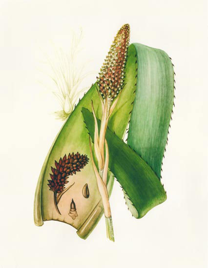 Compatible Blumen JAHRRIESNGE  for flowers-lpf06988 