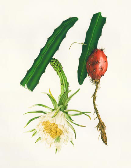 Compatible Blumen JAHRRIESNGE  for flowers-lpf06989 