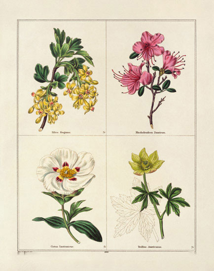 Compatible Blumen JAHRRIESNGE  for flowers-lpf07004 