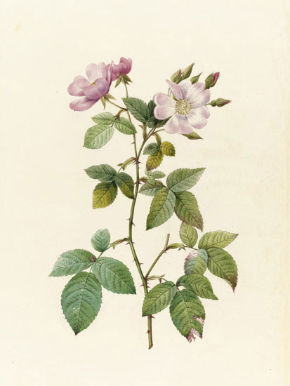 Compatible Blumen JAHRRIESNGE  for flowers-lpf07012 