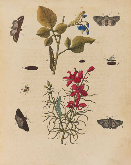 Compatible Blumen JAHRRIESNGE  for flowers-lpf07023 