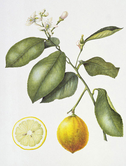 Compatible Blumen JAHRRIESNGE  for flowers-lpf07025 