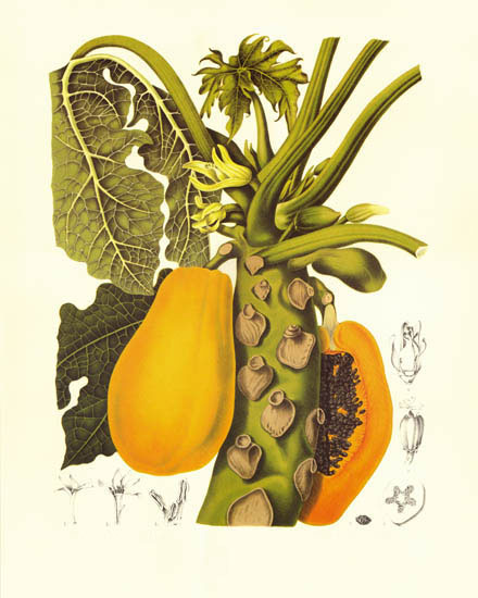 Compatible Blumen JAHRRIESNGE  for flowers-lpf07028 