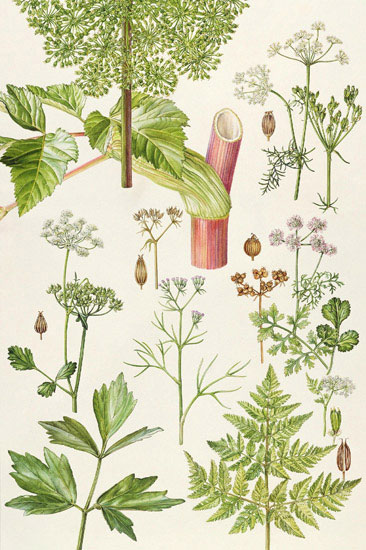 Compatible Blumen JAHRRIESNGE  for flowers-lpf07032 