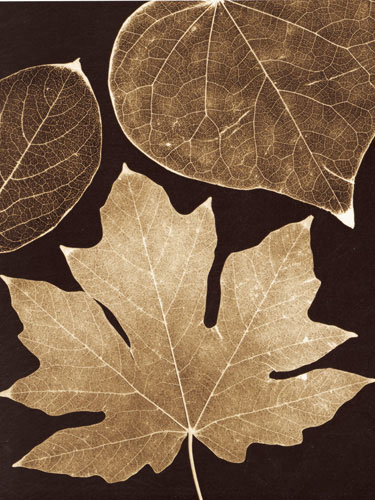 Compatible Blumen JAHRRIESNGE  for flowers-lpf07226 