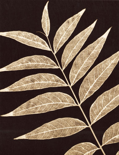 Compatible Blumen JAHRRIESNGE  for flowers-lpf07227 