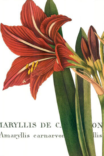 Compatible Blumen JAHRRIESNGE  for flowers-lpf07284 