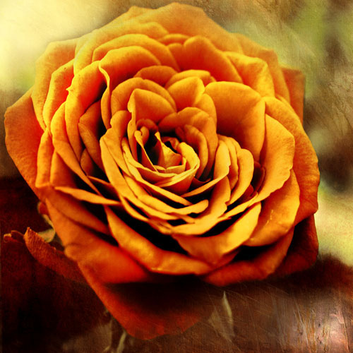 Compatible Blumen JAHRRIESNGE  for flowers-lpf07533 