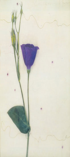 Compatible Blumen JAHRRIESNGE  for flowers-lpf07717 