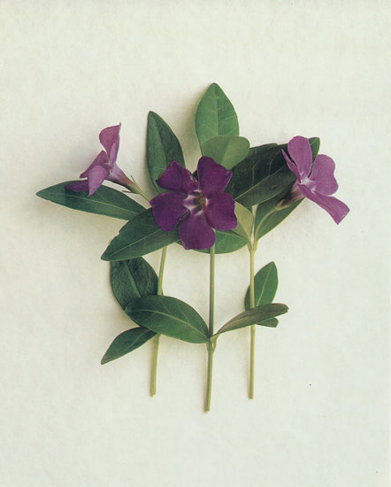 Compatible Blumen JAHRRIESNGE  for flowers lpf07892 