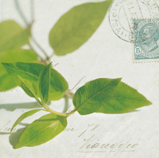 Compatible Blumen JAHRRIESNGE  for leaves lpf07938 