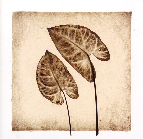 Compatible Blumen JAHRRIESNGE  for leaf lpf08073 