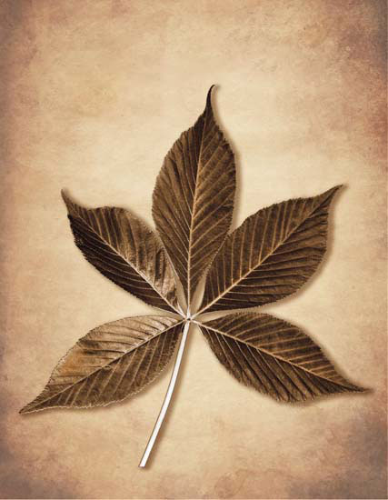 Compatible Blumen JAHRRIESNGE  for leaf lpf08076 