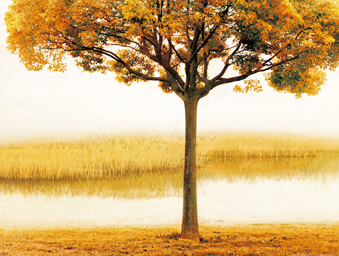 Compatible Landschaft JAHRRIESNGE  for tree lpf08290 