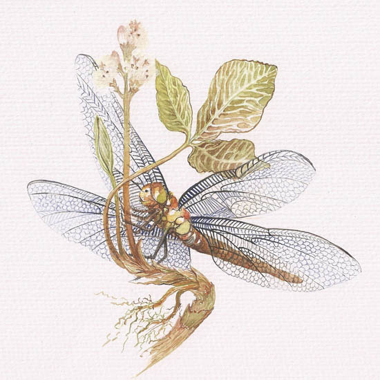 Compatible Tiere Jahrriesnge  for dragonfly lpf08678 