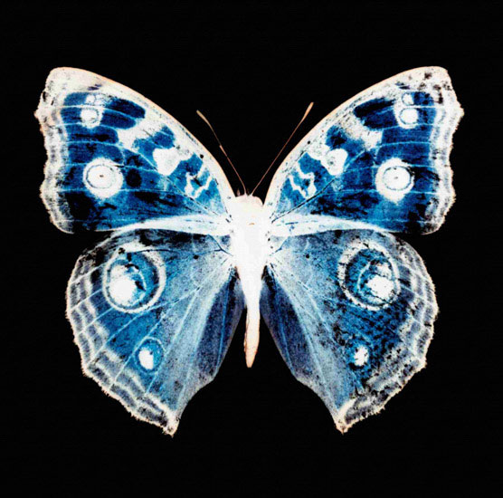 Compatible Tiere Jahrriesnge  for butterfly lpf10547 