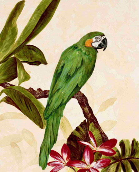 Compatible Tiere Jahrriesnge  for macaw lpf10596 