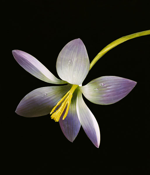 Compatible Stillleben Jahrriesnge  for flower lpg2510 