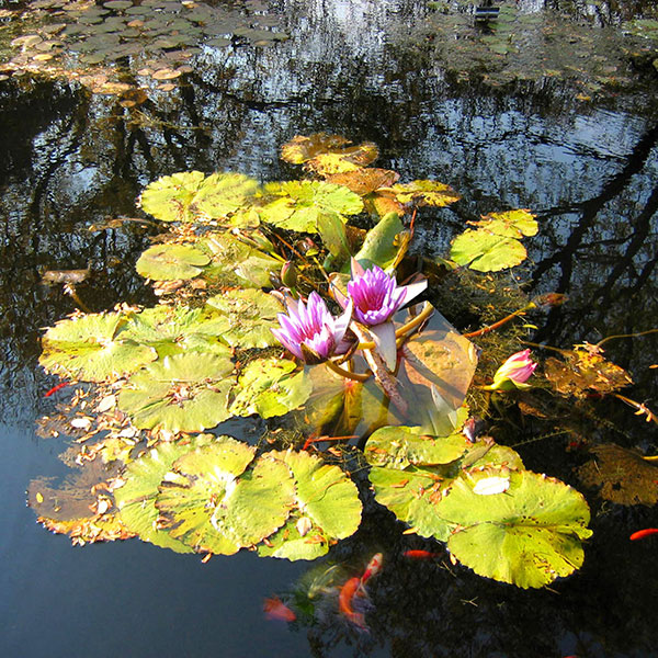 Compatible Stillleben Jahrriesnge  for flowers lpg2515 