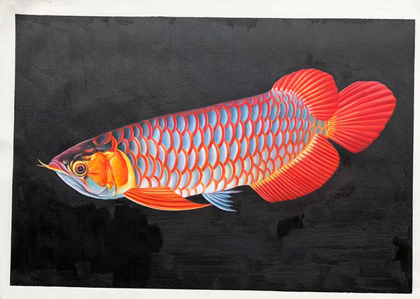 Compatible Tiere Jahrriesnge  for fish lpg2672 